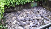 Crocodile Farm